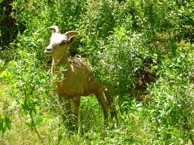 Bighorn posing at Havasu