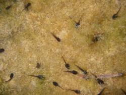 Tadpoles