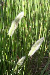 Rabbits foot and Equisetum