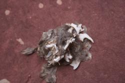 Owl Pellet