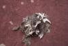 Owl Pellet