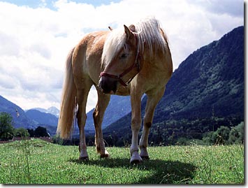 Image:Haflinger-3.jpg