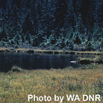 King's Lake Bog