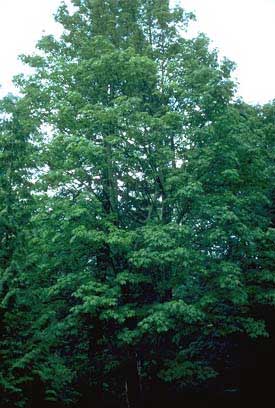 Acer macrophylum