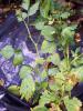 Compost Plants - Salmonberry