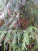 Compost Plants - Western Red Cedar