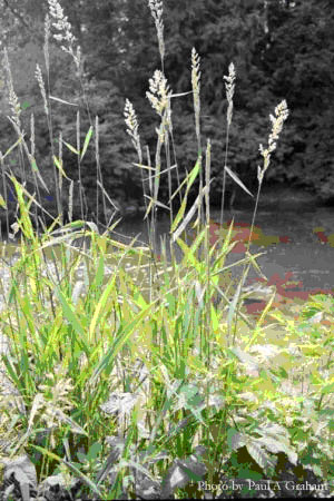 Canary Reed-grass: phalaris arundinaceae