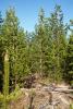Pinus contorta var. latifolia habitat