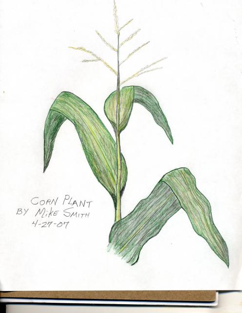 Corn stalk