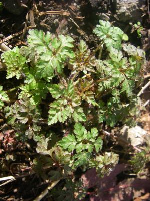 Herb-Robert: Geranium robertianum: The foliage of this pesky plant can be rubbed on the skin for a smelly and temporary mosquito repellent. (Pic by LD from LHG on 16.Mar.2007)