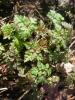 Herb-Robert: Geranium robertianum