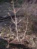 Garry Oak; Quercus garryana