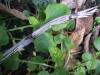Common horsetail: Equisetum arvense