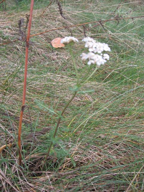 Yarrow (Achillea millefolium