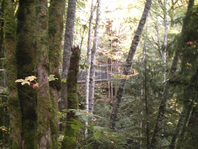 The cable bridge in the woods