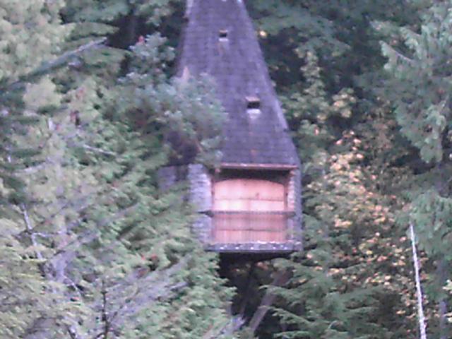 The old tree house