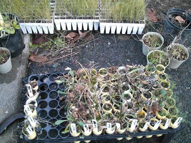 Plants waiting to be planted