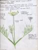 Lomatium triternatum journal
