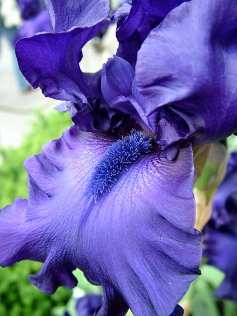 blue bearded iris