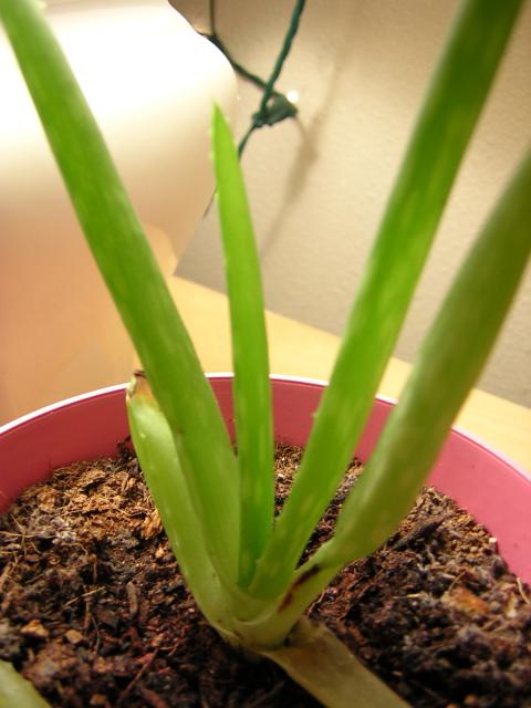 Aloe barbadensis