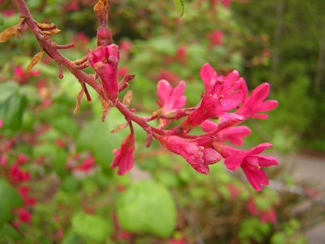 Red Flowering Currant in Spring
