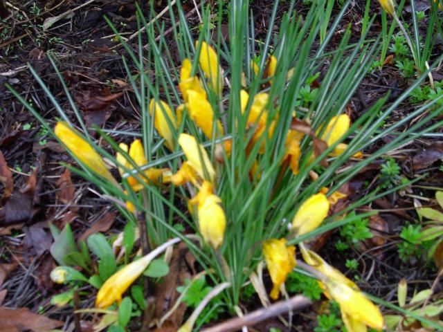 YAY 4 SPRING! these just popped up in the garden so quick!