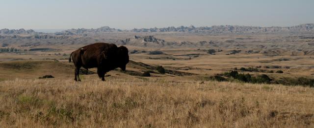 bison of the badlands