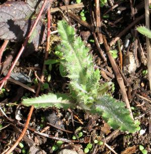 Canada Thistle Baby