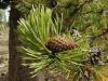 Lodgepole Pine, pinus contorta var. latifolia
