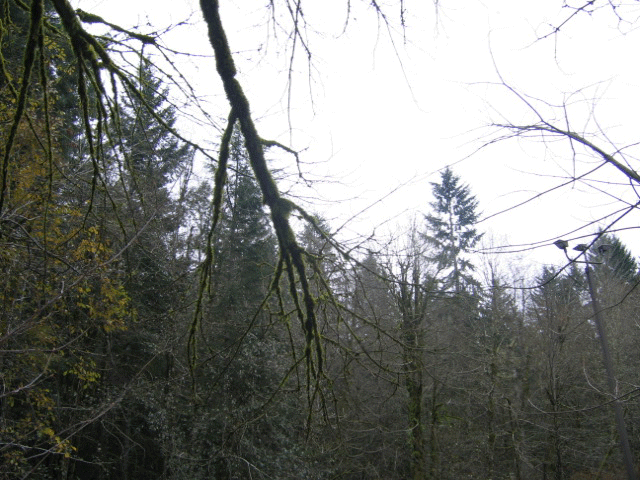 Southern Exposure With Branch