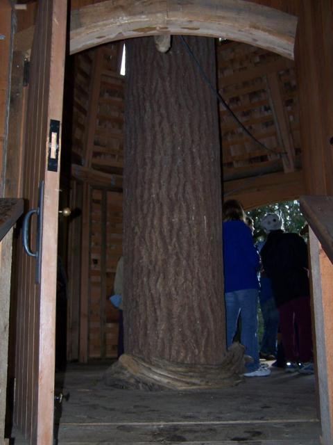 Treehouse 5
