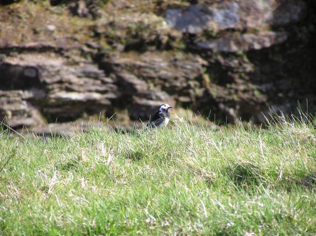 wagtail