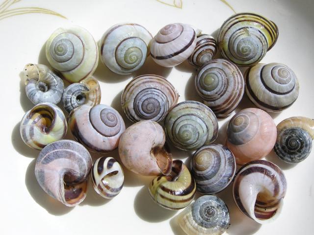 Shells