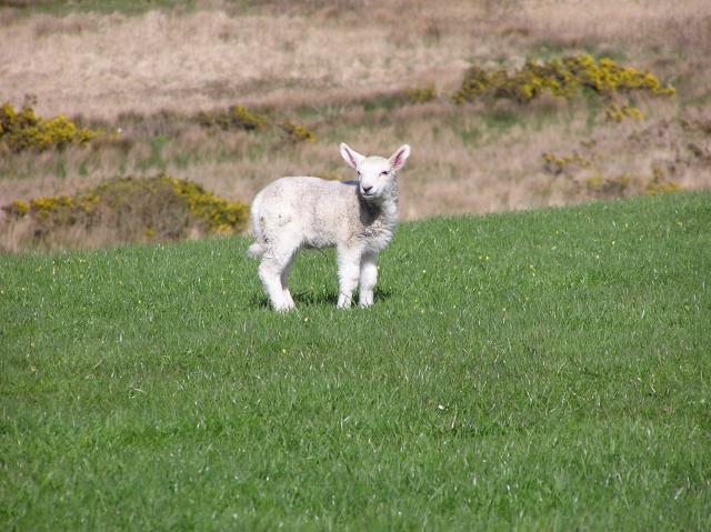 solo lamb