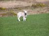 solo lamb