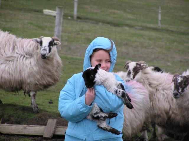 Morgan lamb 2