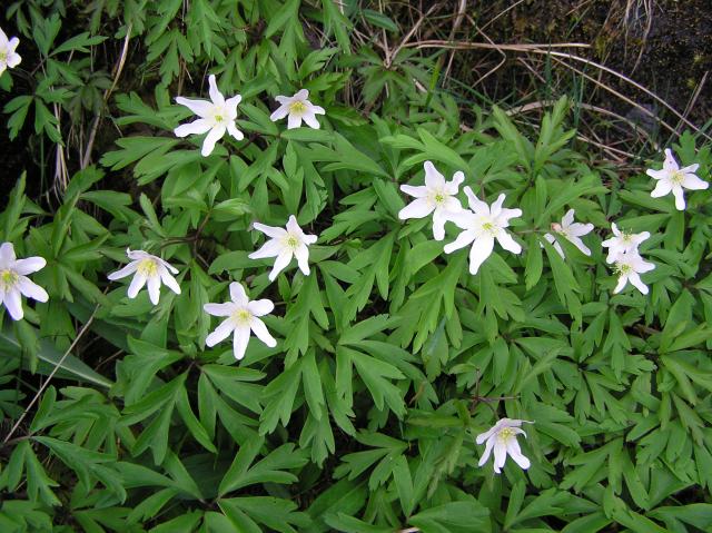 white wildflowers 1
