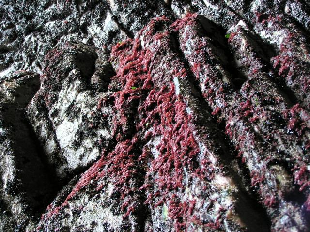 red seaweed