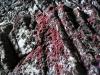 red seaweed