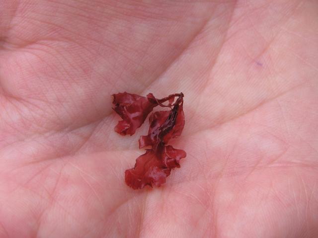 red seaweed 2