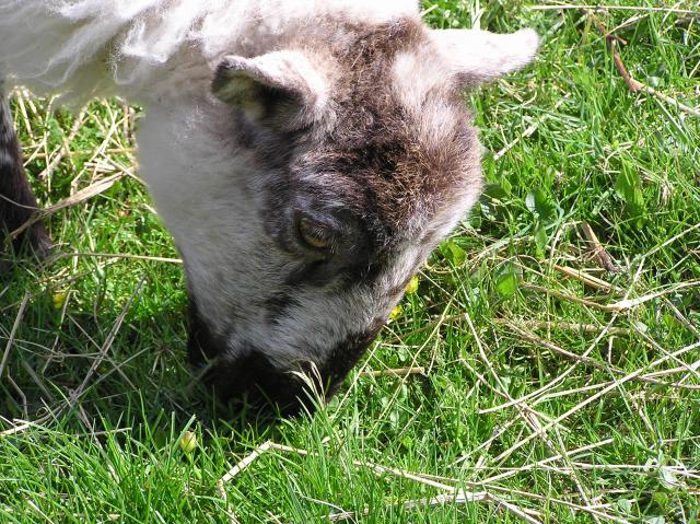 sheep head
