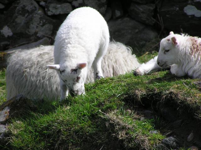 solo lamb 2