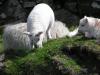 solo lamb 2