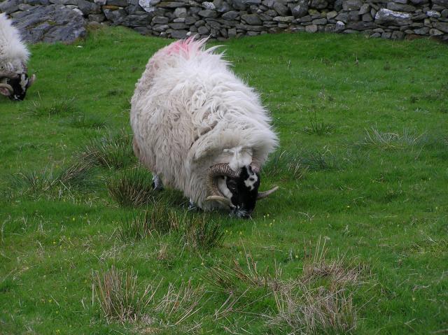 sheep 1