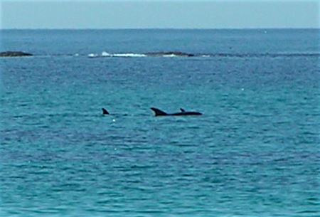dolphins