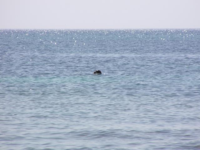 Connemara seal