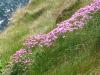 pink wildflower 2