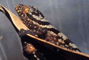 Malagasy gekkos