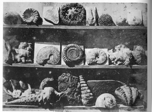 J.L. M. Daguerre, Shells and Fossils, 1839, daguerreotype