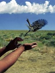 Bird taking flight out of a hand